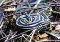 Thamnophis sirtalis